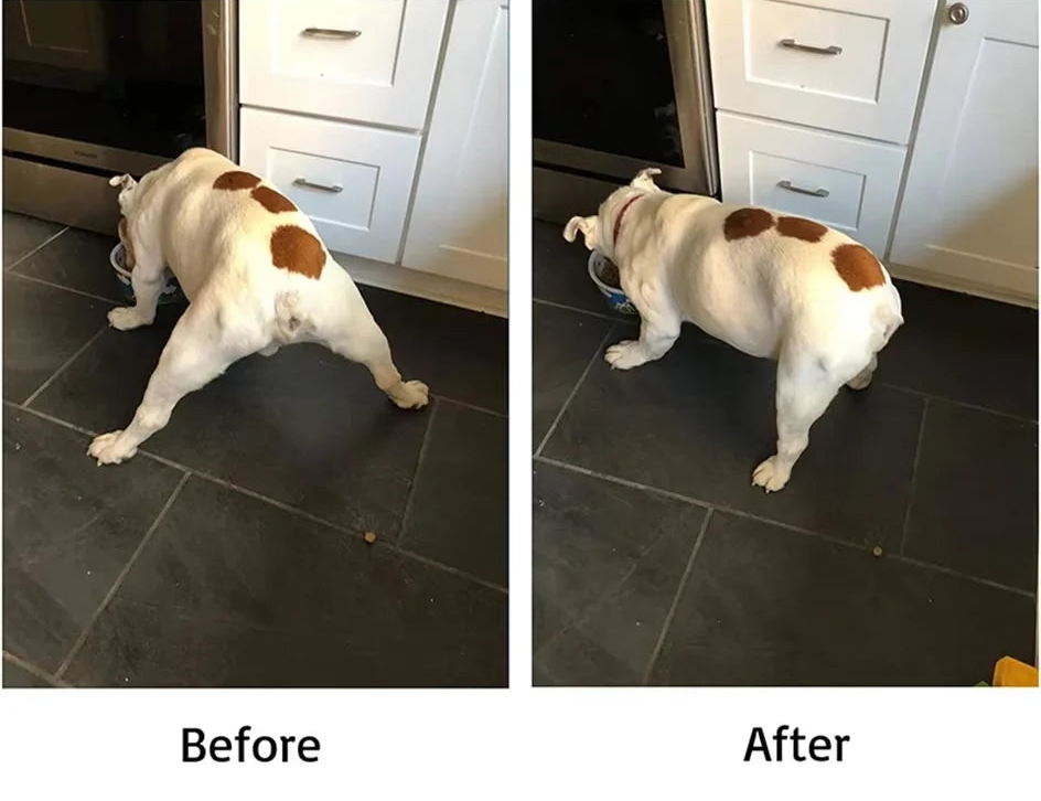 WalkAgain™ Senior Dog Stability Aids