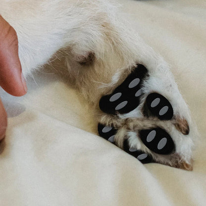 WalkAgain™ Senior Dog Stability Aids